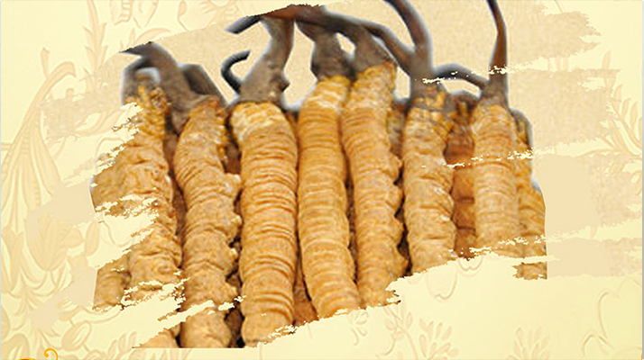 <a href=http://www.xmwhr.com/ target=_blank class=infotextkey>冬蟲夏草</a>夏天如何保存