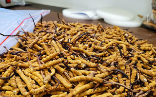 冬蟲夏草多少錢一克