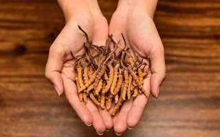 冬蟲夏草可以治療鼻炎嗎