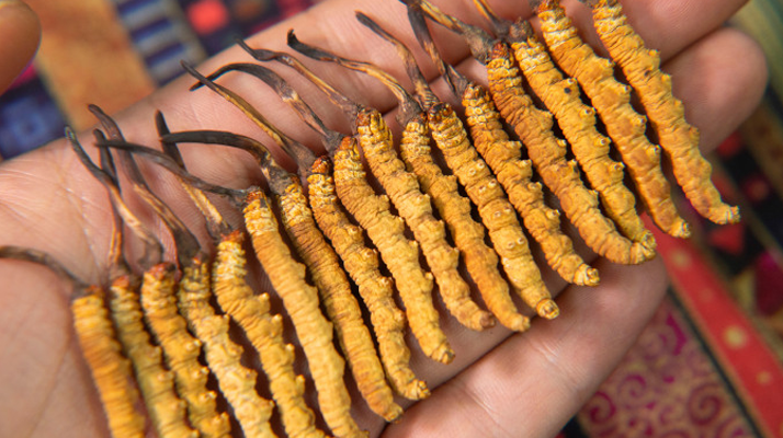 那曲<a href=http://www.xmwhr.com/jiage/ target=_blank class=infotextkey>冬蟲夏草多少錢</a>一克