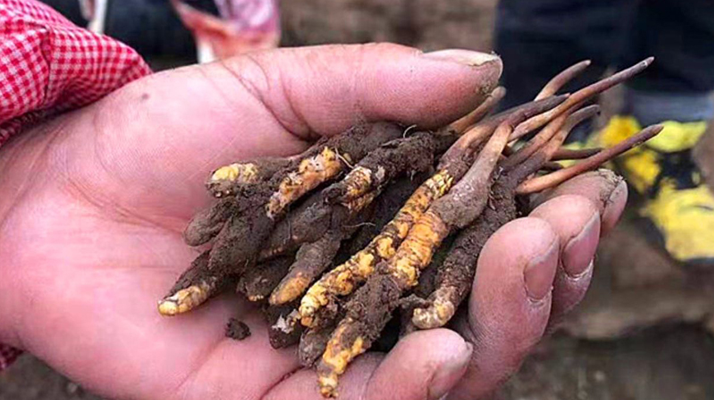 那曲冬蟲(chóng)夏草新鮮采摘