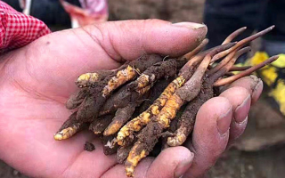 那曲冬蟲(chóng)夏草新鮮采摘