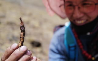 冬蟲夏草是怎么形成的