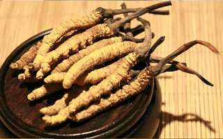 冬蟲夏草服用后代謝時(shí)間