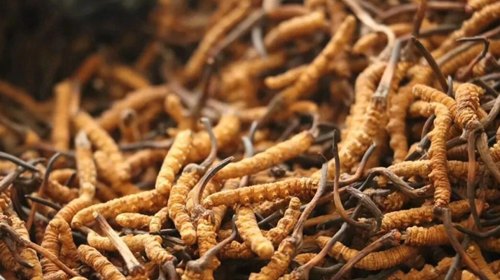 冬蟲夏草服用的五個常見誤區(qū)，很多人都中招了！