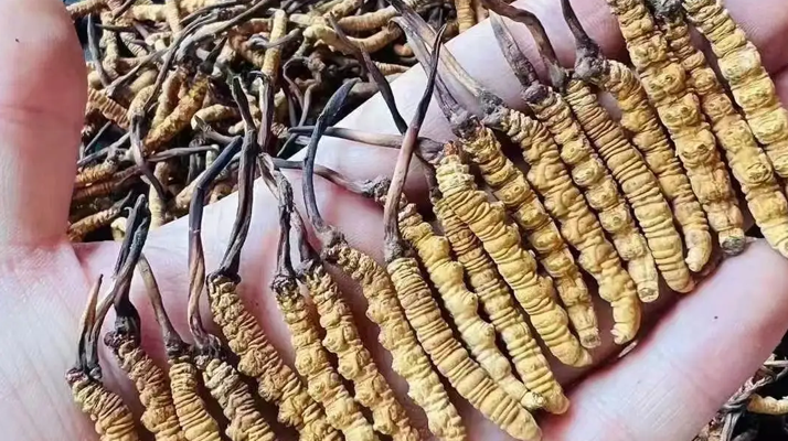 冬蟲夏草一克多少條？看懂規(guī)格，選對(duì)滋補(bǔ)品