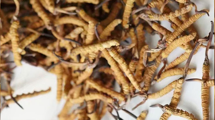 野生<a href=http://www.xmwhr.com/jiage/ target=_blank class=infotextkey>冬蟲夏草價格</a>揭秘：多因素交織下的市場行情