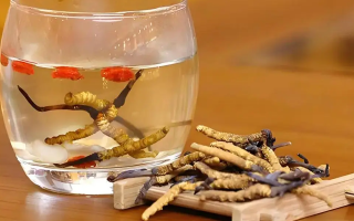 冬蟲夏草與枸杞能一起泡酒嗎？科學(xué)搭配與飲用指南