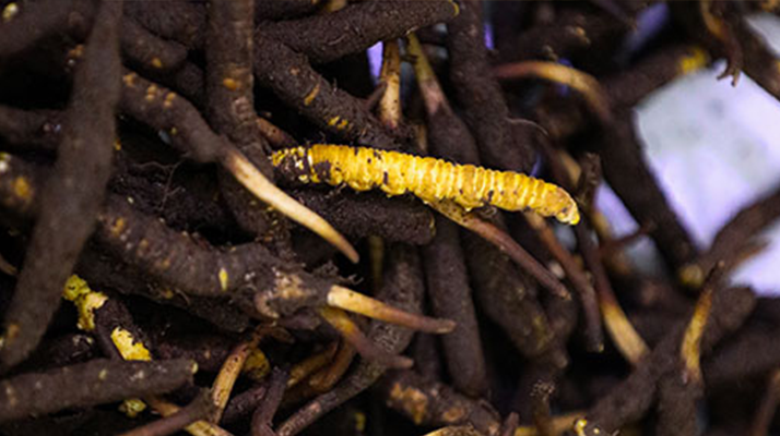 新鮮冬蟲夏草可以冷凍嗎？科學保存指南來了