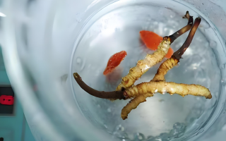 人參冬蟲(chóng)夏草枸杞泡酒：古法釀就的滋補(bǔ)佳釀