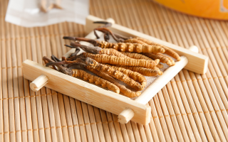 冬蟲夏草形成的必要條件：多要素精準契合的自然奇跡