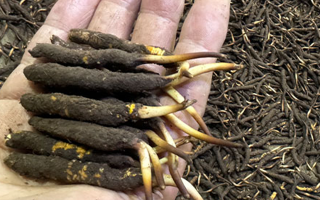 一天一根新鮮冬蟲(chóng)夏草，這些功效藏不住