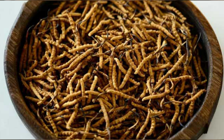 冬蟲(chóng)夏草精：可輔助調(diào)理的病癥與適用邊界解析