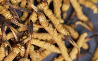 冬蟲夏草辨別方法大全：輕松識破真?zhèn)闻c優(yōu)劣