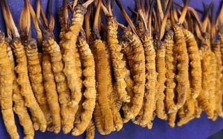慧眼識(shí)真：西藏冬蟲夏草的辨別方法