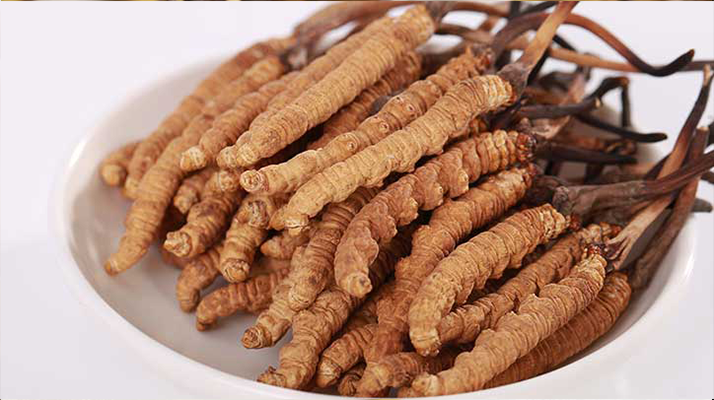 一只冬蟲夏草能泡多少酒？