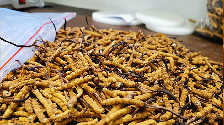 喝<a href=http://www.xmwhr.com/yangsheng/ target=_blank class=infotextkey>冬蟲夏草的作用</a>與功效