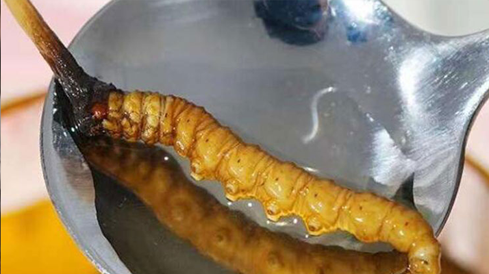 水煮鮮冬蟲夏草：保留營養(yǎng)的最佳做法