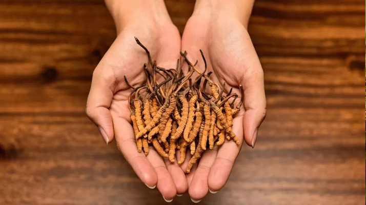 正宗新鮮<a href=http://www.xmwhr.com/jiage/ target=_blank class=infotextkey>冬蟲夏草價格</a>解析