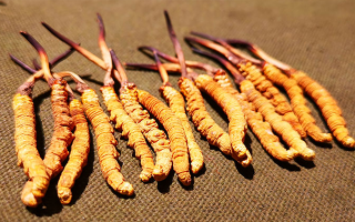 抖音上的冬蟲夏草能買嗎？謹(jǐn)慎抉擇，理性消費