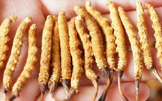 長時間喝冬蟲夏草好嗎？科學視角下的利弊與飲用指南