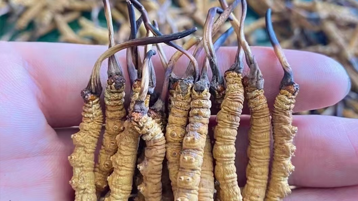 冬蟲夏草怎么辨別真假？6 個實用鑒別方法