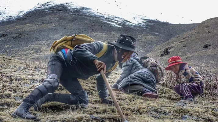 野生冬蟲夏草產(chǎn)地在哪里？核心產(chǎn)區(qū)與品質(zhì)特點(diǎn)解析