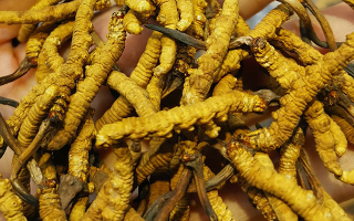 煮冬蟲夏草水能否泡茶？正確飲用方式與誤區(qū)解析