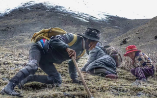 野生冬蟲夏草產(chǎn)地在哪里？核心產(chǎn)區(qū)與品質(zhì)特點(diǎn)解析
