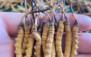 冬蟲夏草怎么辨別真假？6 個實(shí)用鑒別方法