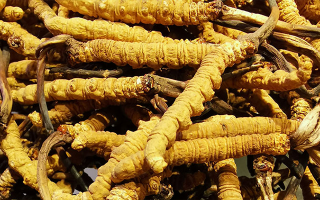 新鮮冬蟲夏草一克多少錢？?jī)r(jià)格影響因素全解析