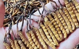 冬蟲(chóng)夏草咋用效果好呢