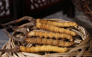 如何區(qū)別冬蟲(chóng)夏草的好壞？5 大維度鑒別優(yōu)質(zhì)蟲(chóng)草