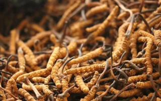 鮮冬蟲夏草有保質(zhì)期嗎？儲存方式與時效全解析