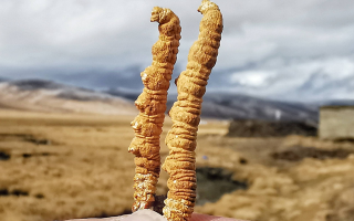 一根冬蟲夏草多少錢？2025 年價格拆解與選購指南