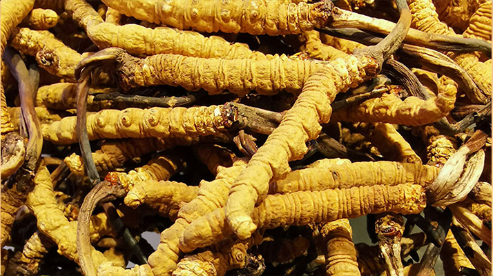 鮮<a href=http://www.xmwhr.com/jiage/ target=_blank class=infotextkey>冬蟲夏草多少錢</a>一斤 