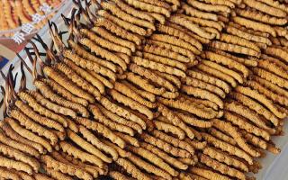 斷的冬蟲夏草：效果是否打折？科學解讀與實用建議