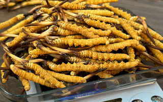 新鮮冬蟲夏草一次吃幾根？科學用量指南來了?