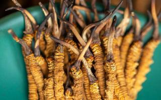 冬蟲夏草有什么作用？這些食用方法要知道