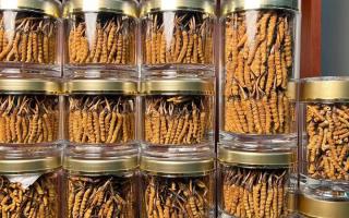 正宗冬蟲(chóng)夏草能 “治” 哪些??？科學(xué)認(rèn)知其輔助調(diào)理作用