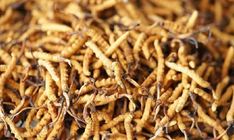 四級冬蟲夏草一克多少根