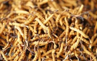 四級冬蟲夏草一克多少根？根數(shù)背后的等級與價值邏輯