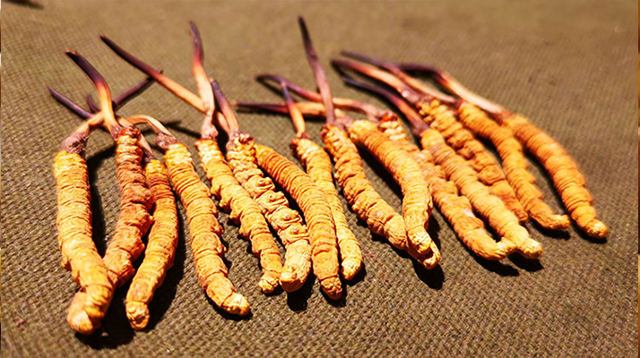 冬蟲(chóng)夏草泡水：每次放多少水才合適？