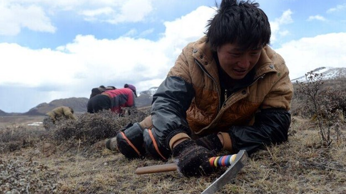 那曲<a href=http://www.xmwhr.com/sdph/wacr/ target=_blank class=infotextkey>挖草人</a>阿旺的蟲草采摘時間表 