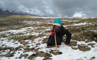 冬蟲夏草專家解讀：哪里的冬蟲夏草品質(zhì)最優(yōu)？