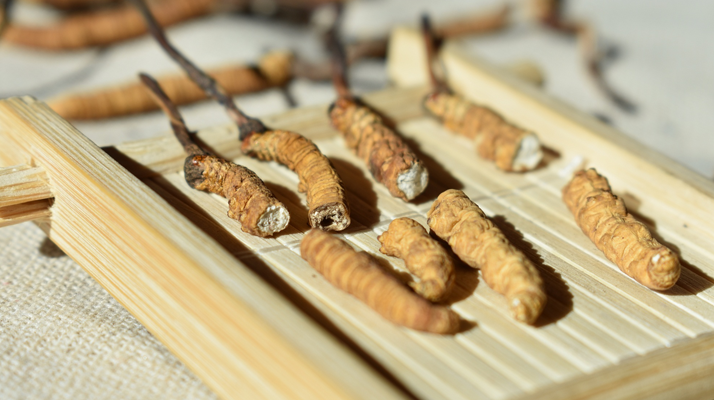 斷的<a href=http://www.xmwhr.com/ target=_blank class=infotextkey>冬蟲(chóng)夏草</a>一克啥價(jià) 