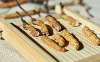 斷的冬蟲(chóng)夏草一克啥價(jià)？2025 年實(shí)用行情嘮明白