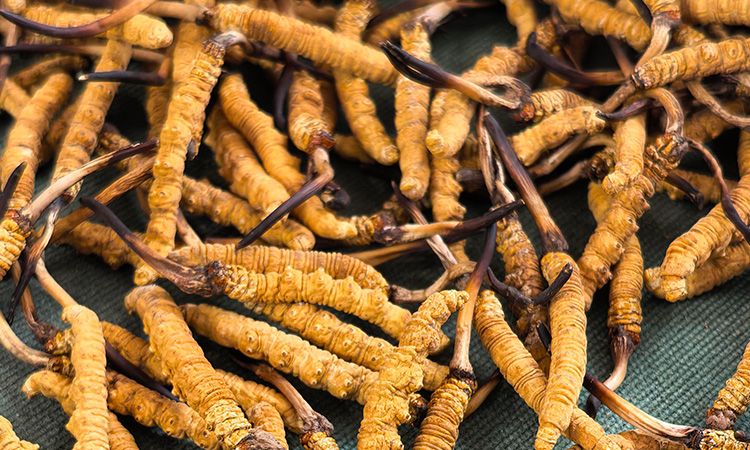 燉了二十年蟲草湯，這口感我太熟了，跟你細(xì)細(xì)說