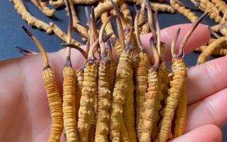 深耕蟲草 15 年：2025 年行情揭秘，高價背后藏著這些門道