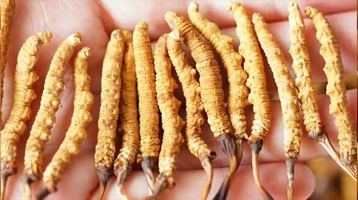 冬蟲夏草最佳購買時(shí)間：選對(duì)時(shí)機(jī)，兼顧品質(zhì)與性價(jià)比